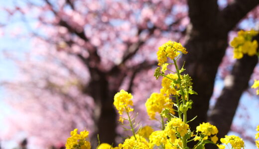 2023年三浦海岸桜まつりは今が見頃〜社会人、1K二人暮らしの休日〜