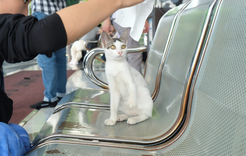 ブルーモスクにいた猫