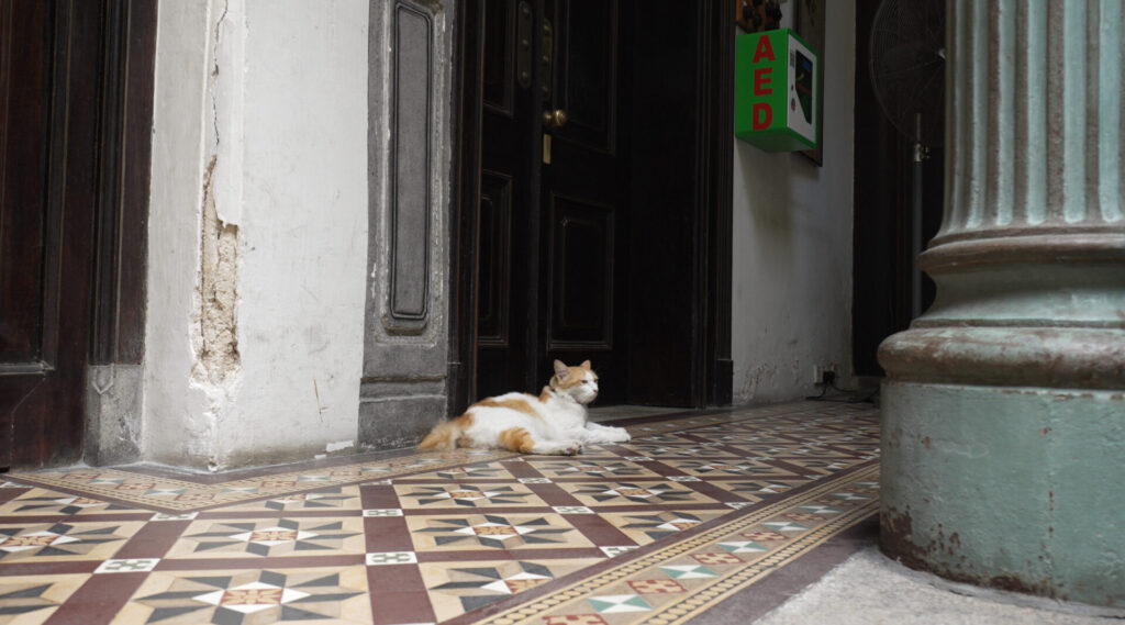 猫