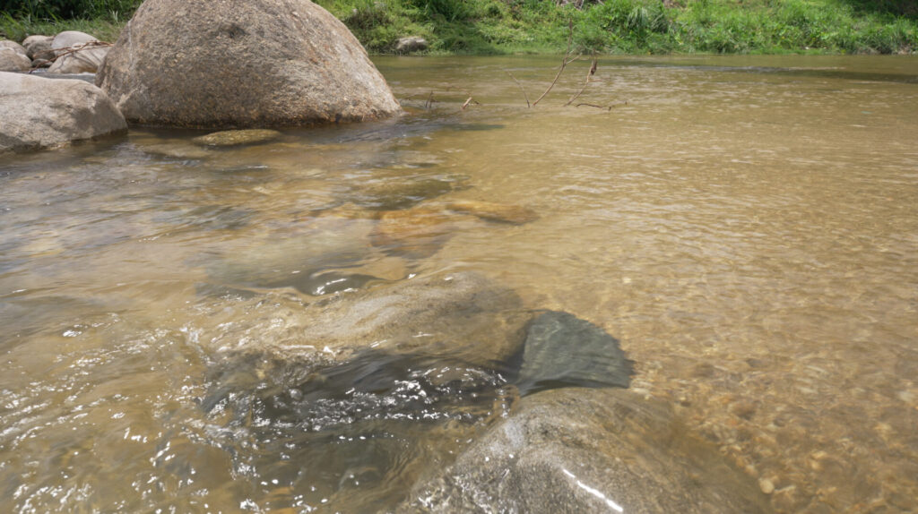 川の水の透明度
