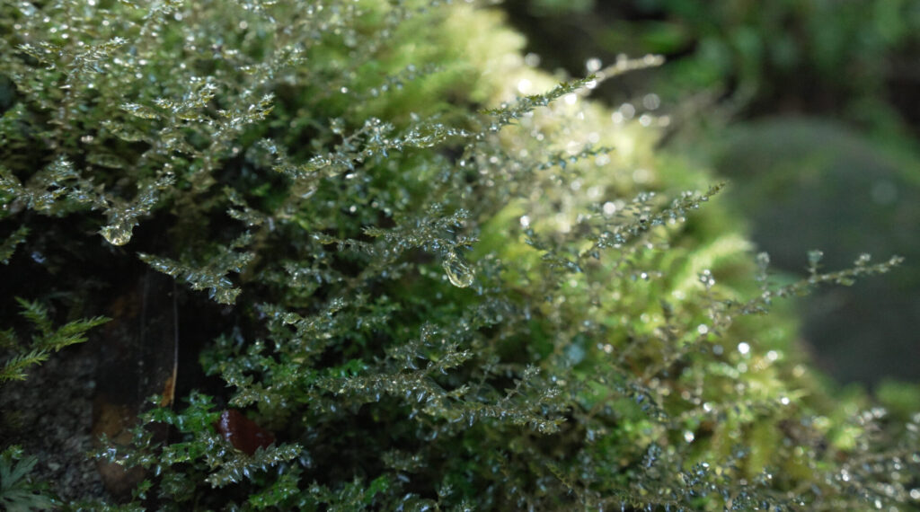 水滴が滴る植物